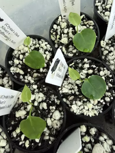 plant/🌱NEW! A. (Crystal x Dark Silver) x (Hoffmannii x Self) *My first hybrid!!! GC*-1-thumbnail