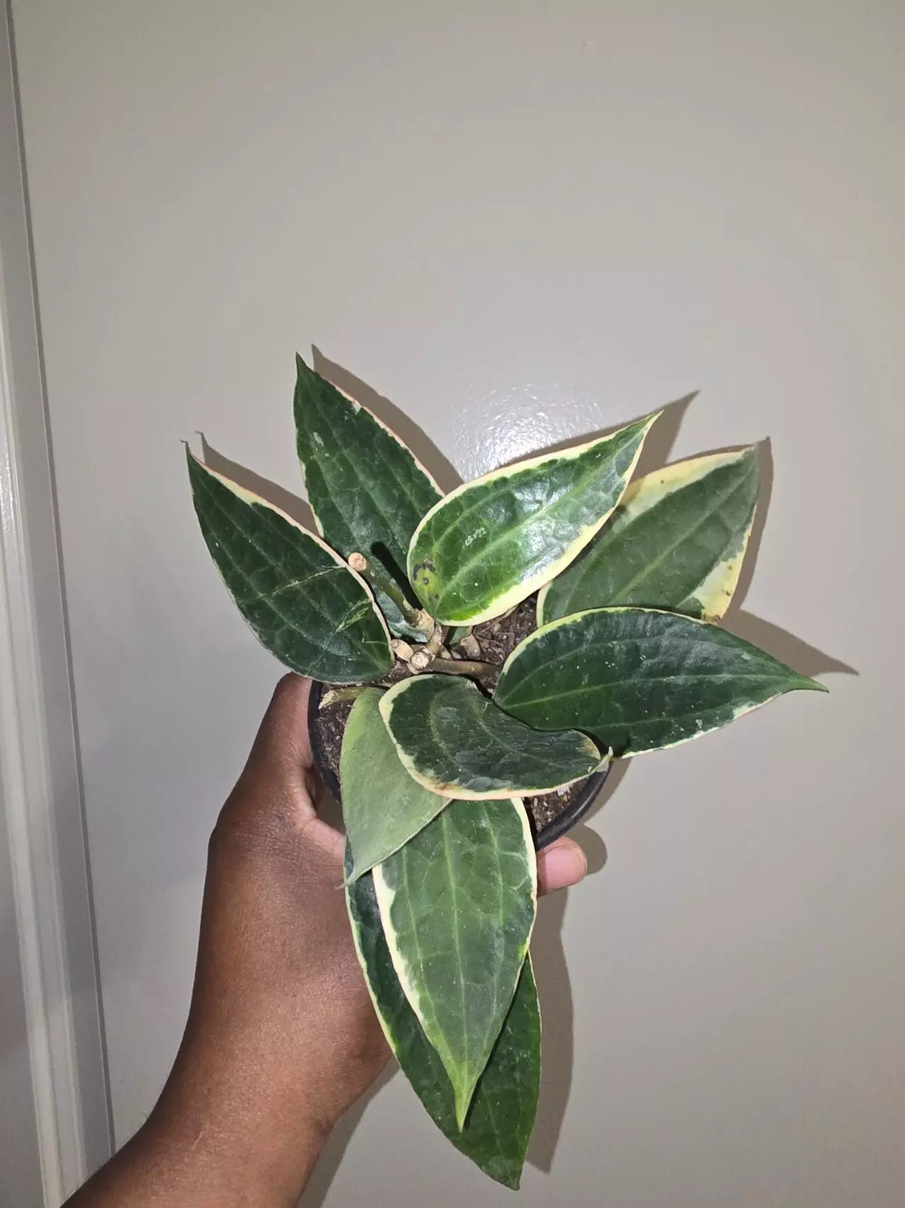 plant/Hoya Macrophylla in 4 inch pot.-0
