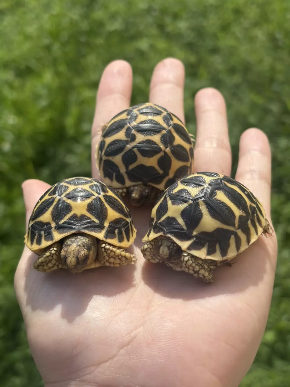 plant/Sri Lankan Star Tortoise babies-0