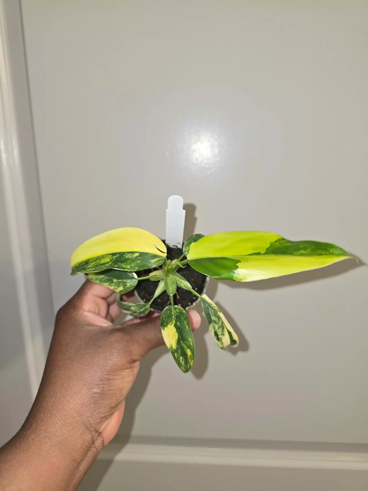 plant/Variegated Philodendron Domesticum in 2 inch pot.-0