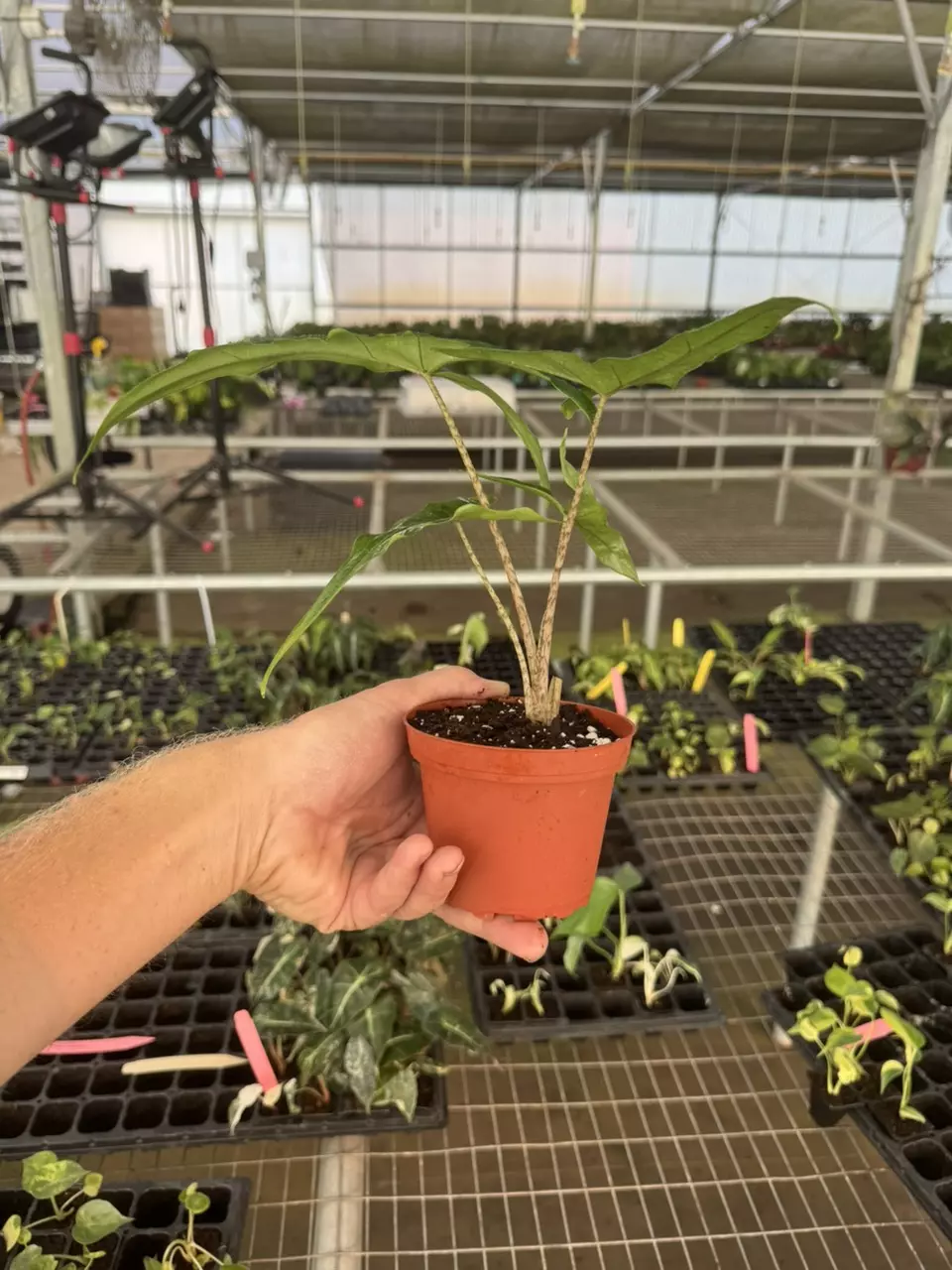 plant/Alocasia Sabrina 4” pot growers choice-6
