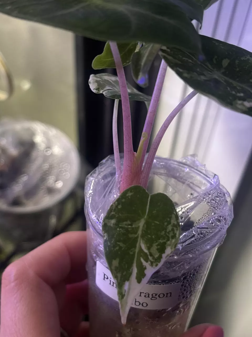 plant/Pink Dragon Albo Pup-1