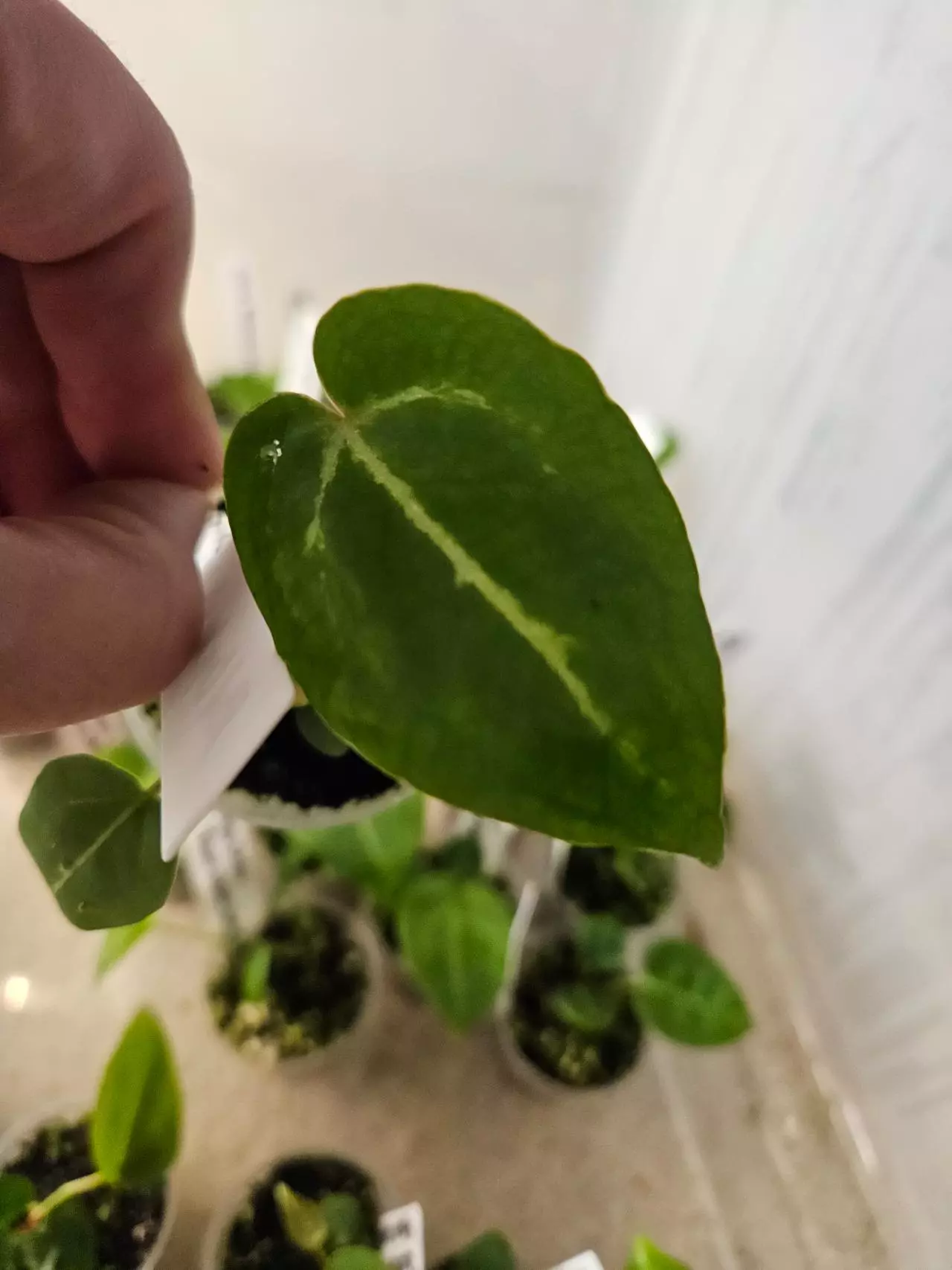 plant/Red Crysteal x Caycee-2