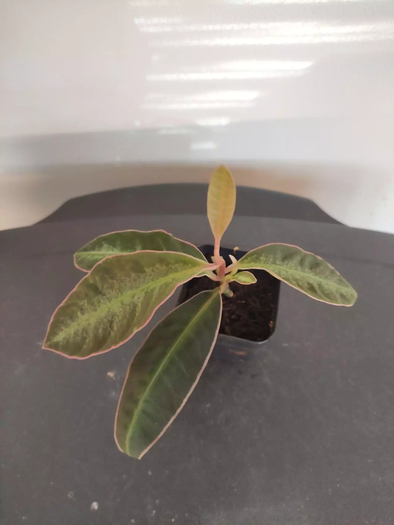 plant/Labisia sp. Stardust-1