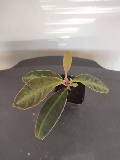 plant/Labisia sp. Stardust-1-thumbnail