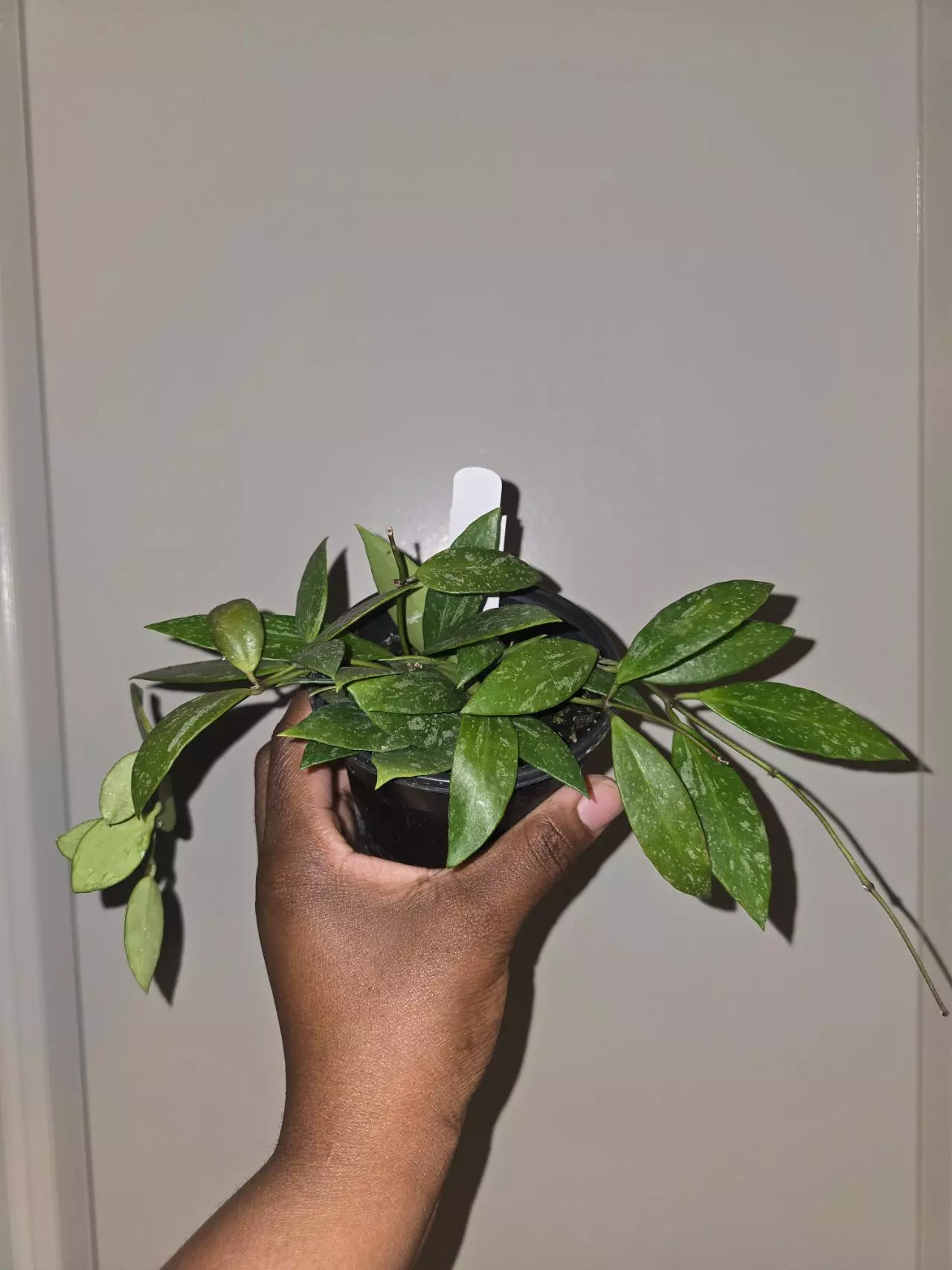 plant/Hoya Gracilis in 4 inch pot.-0
