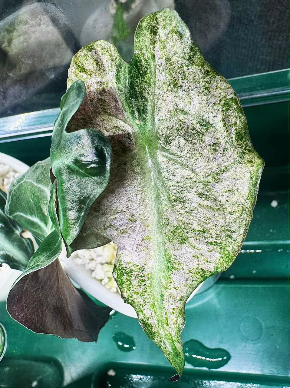 plant/Alocasia Venom Variegated - read description-2