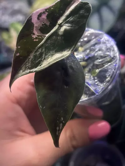 plant/Pink Chantrieri pup-1-thumbnail