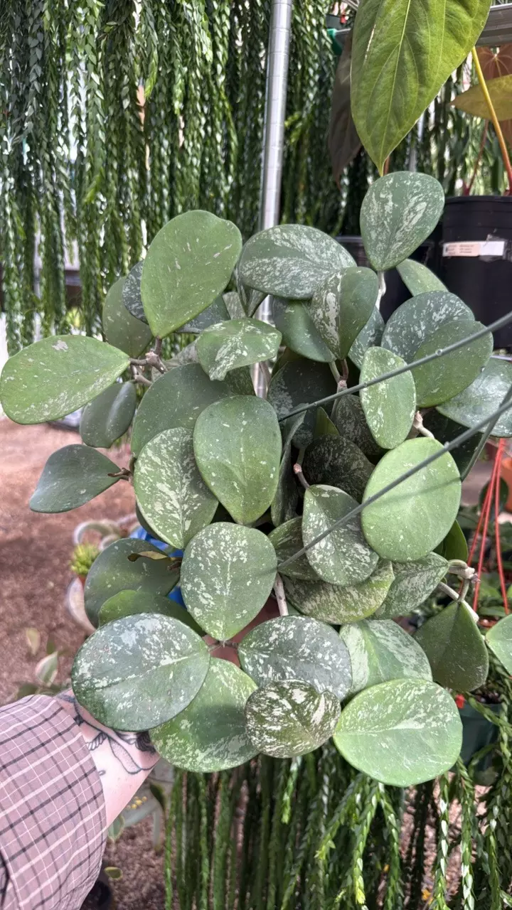 plant/6” Obovata Splash (lovers choice)-1
