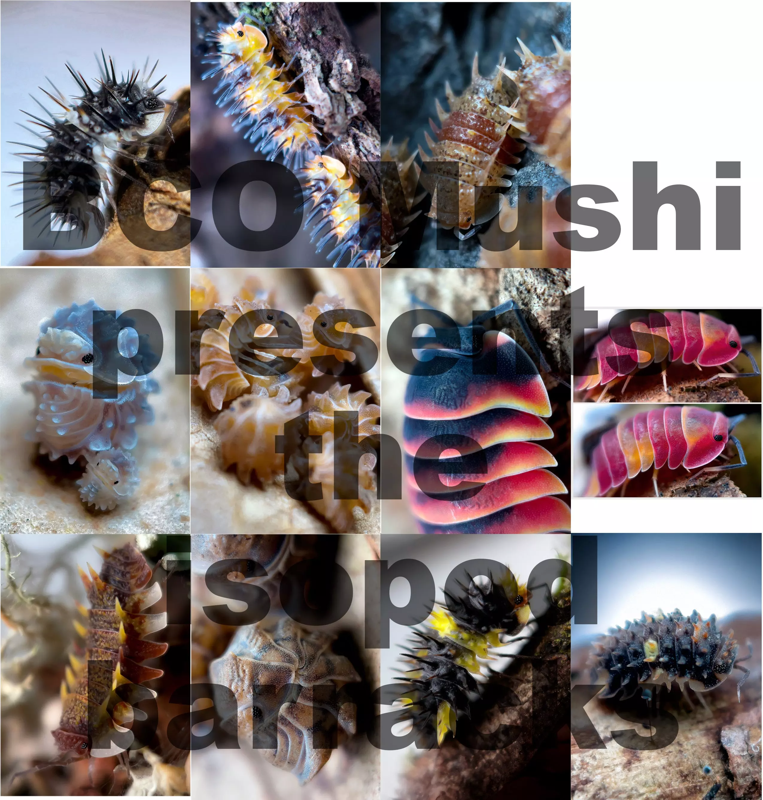 plant/Isopod Print - 5"x7"-0