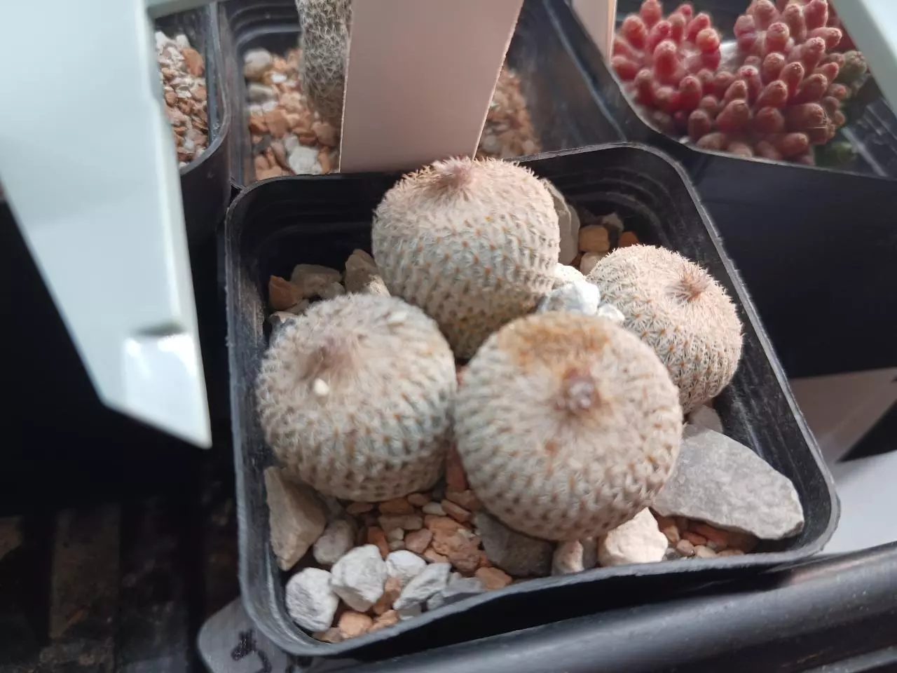 plant/Epithelantha micromeris-0