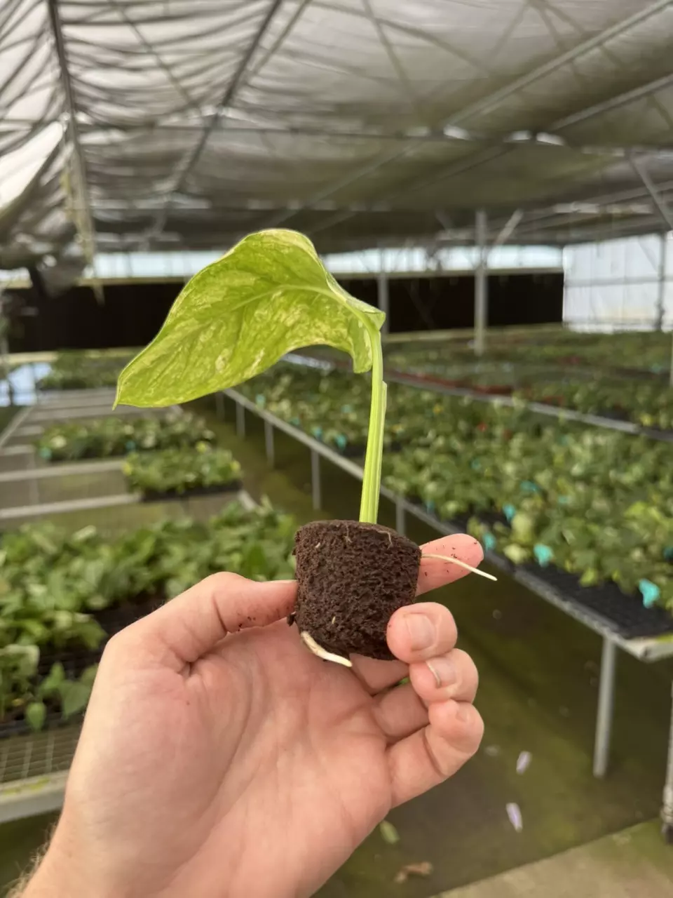 plant/Monstera obliqua mayuna starter plant growers choice-7