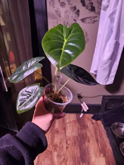 plant/Alocasia bundle-1-thumbnail