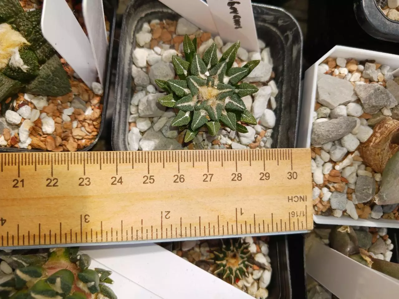 plant/Ariocarpus kotschoubeyanus-3