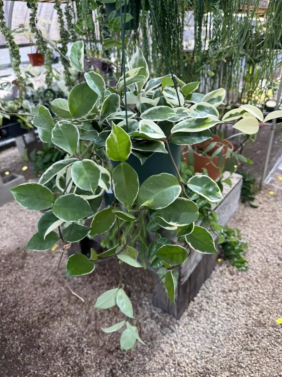 plant/6” long & full Krimson Queen (lovers choice)-1
