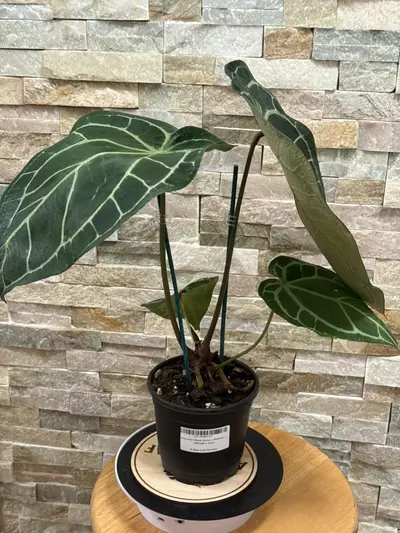 plant/Anthurium (Black Widow x Michelle) X (Michelle x Zara)-3-thumbnail