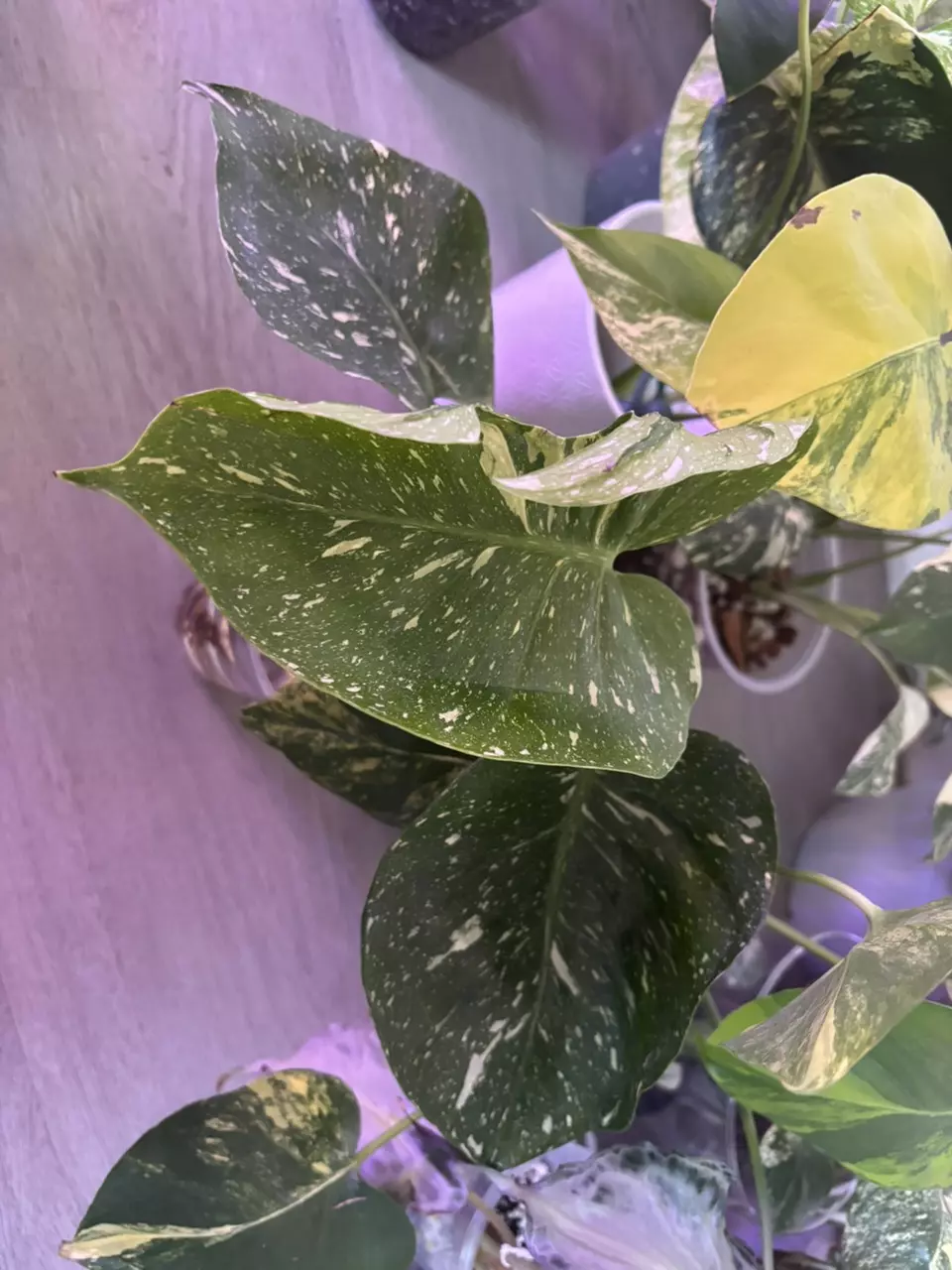 plant/Monstera Medusa-1