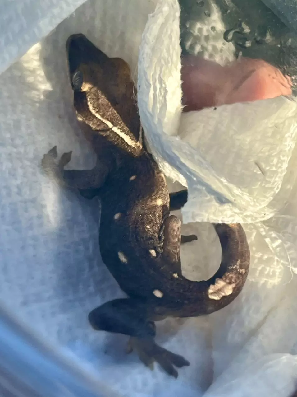 plant/White Collar Juvi Sara-0