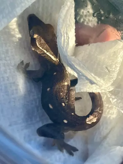 plant/White Collar Juvi Sara-0-thumbnail