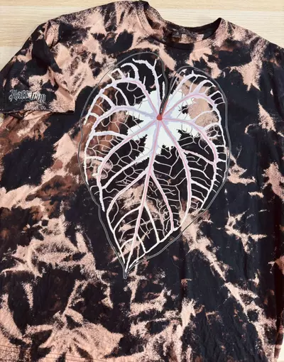plant/2xl - Black Bleached October only Glow ghost anthurium - Ready to ship-0-thumbnail