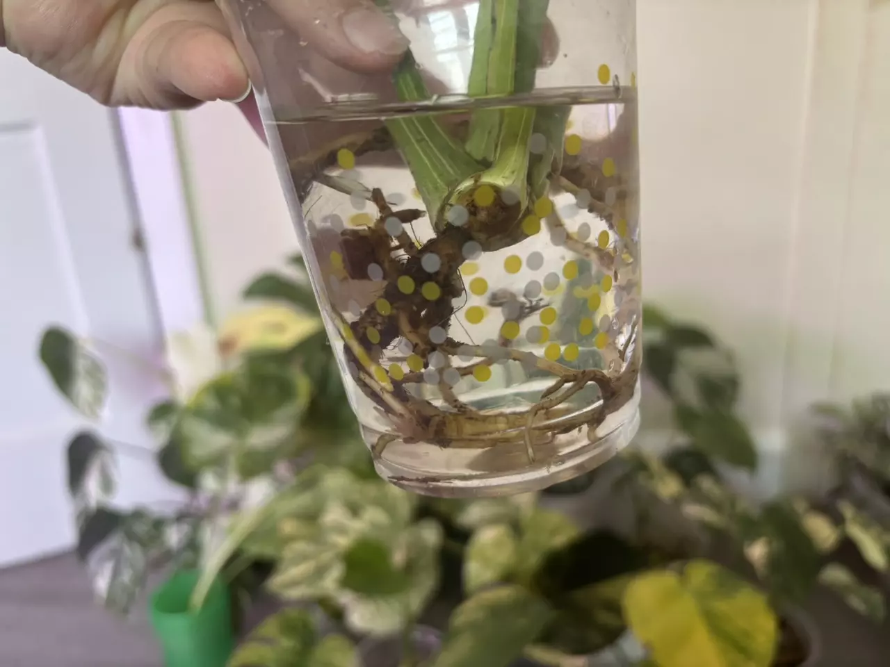 plant/Monstera Medusa-5