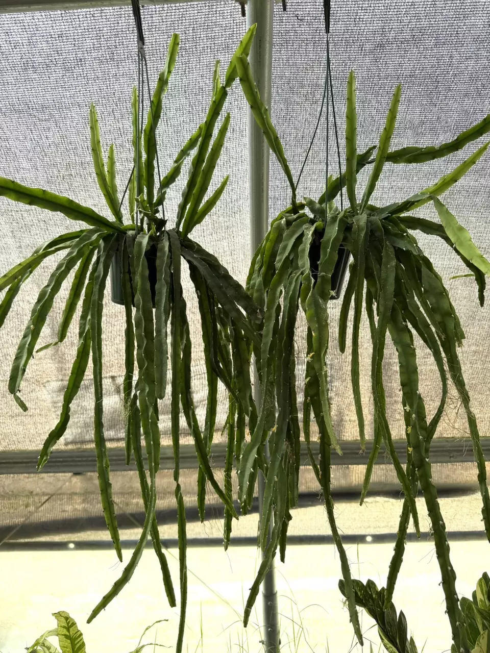 plant/XL Rhipsalis Hurricane-0