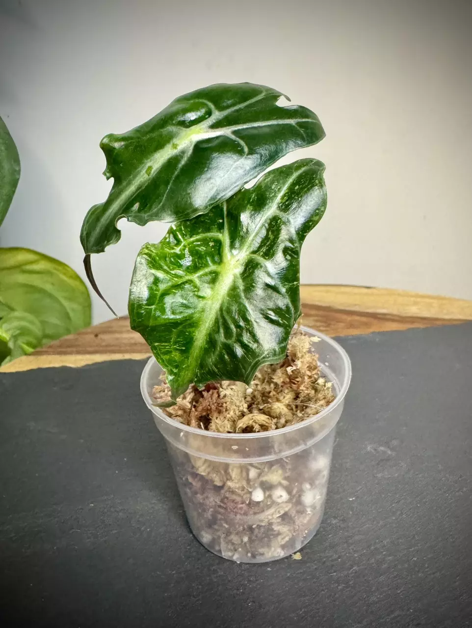 plant/Alocasia Venom Variegated - read description-0