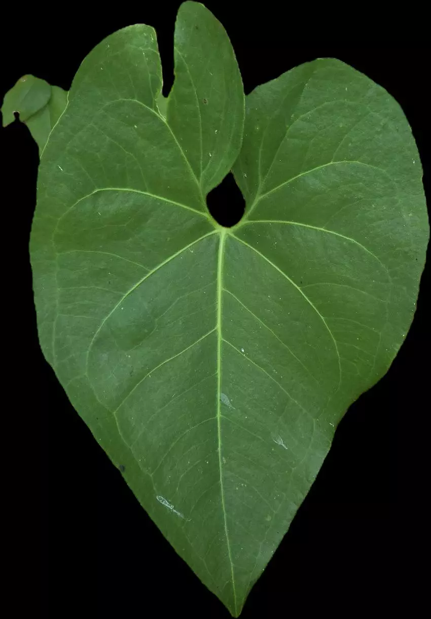 plant/Anthurium rionegrense (Rio Negro, Chiapas) 2x seedlings.-1