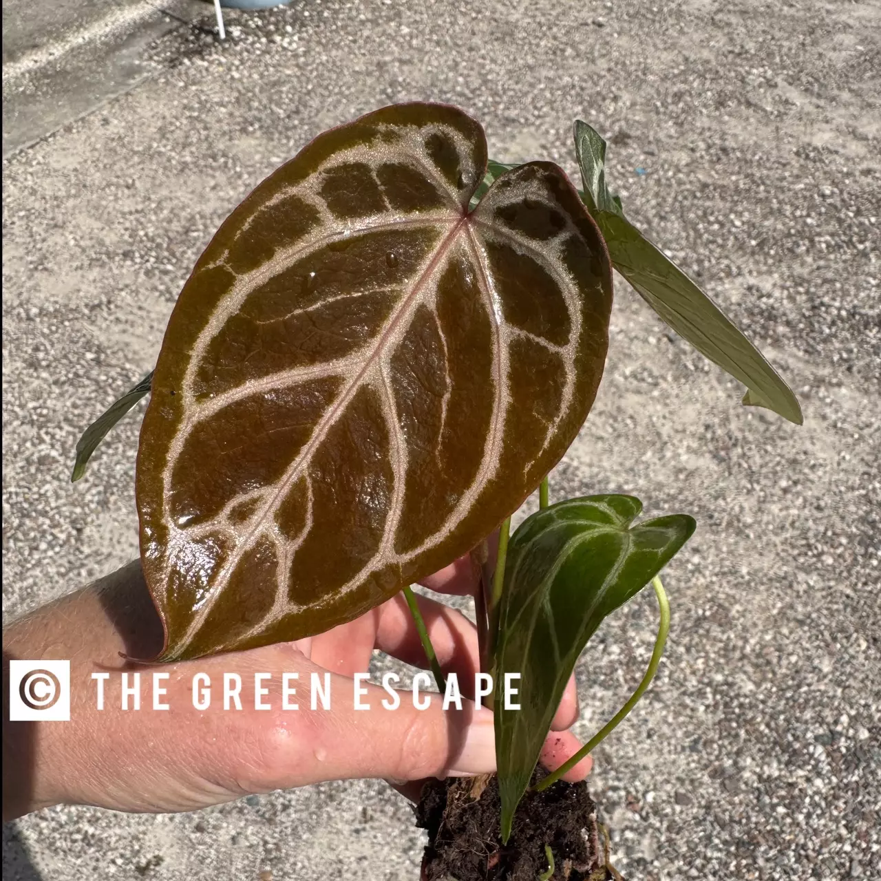 plant/Seed grown anthurium silver hope x Warocqueanum starter plant growers choice-0