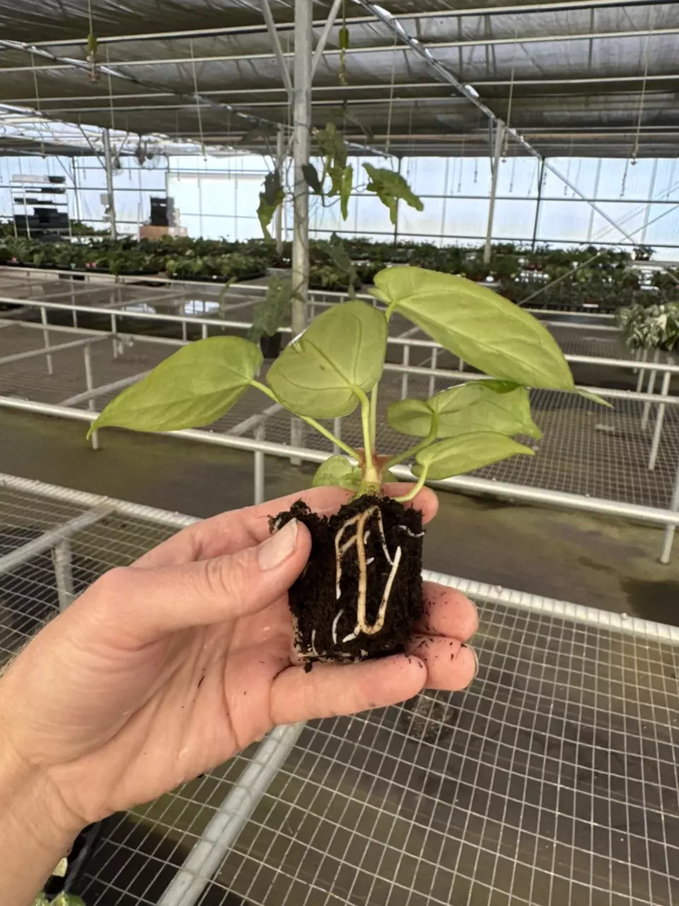 plant/Seed grown anthurium silver chrome X dorayaki silver starter plant growers choic-7