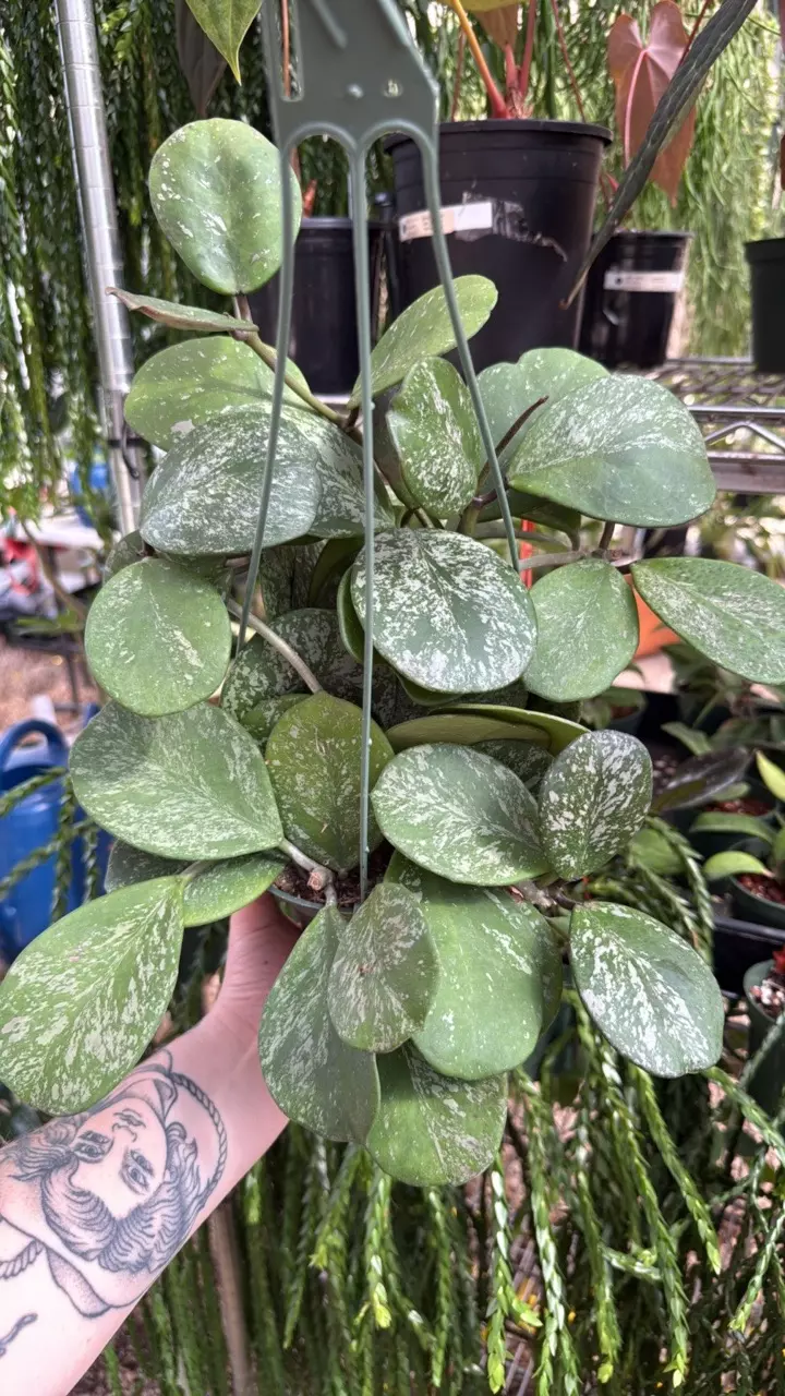 plant/6” Obovata Splash (lovers choice)-2
