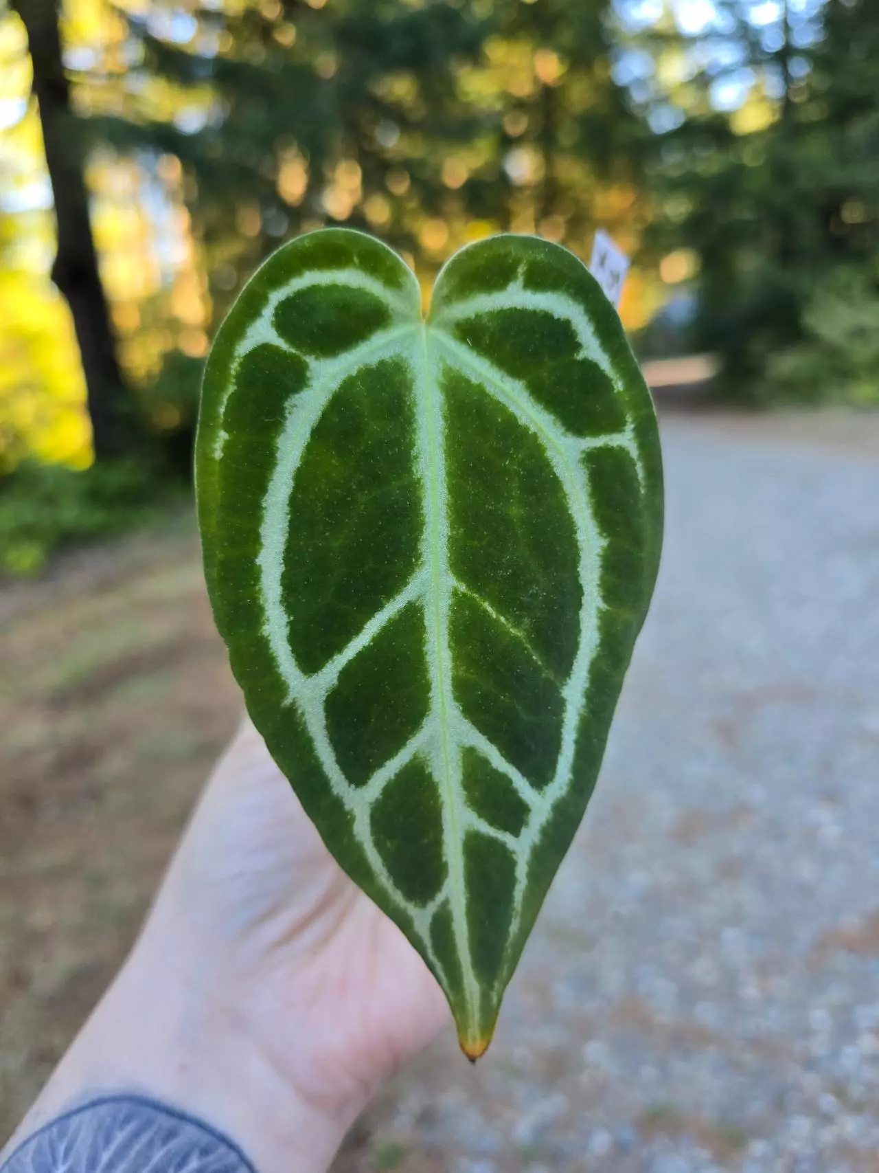 plant/*Anthurium Bundle*-1