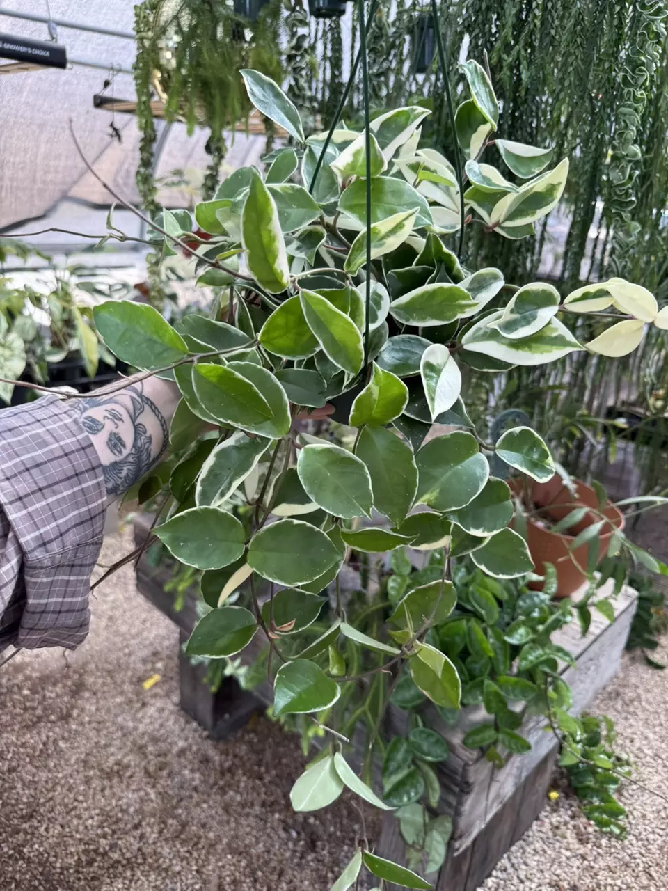 plant/6” long & full Krimson Queen (lovers choice)-0