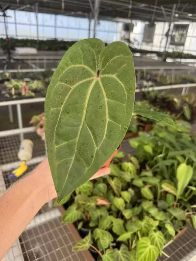 plant/Anthurium dark phoenix x crystallinum dark form 4” pot growers choice-1-thumbnail