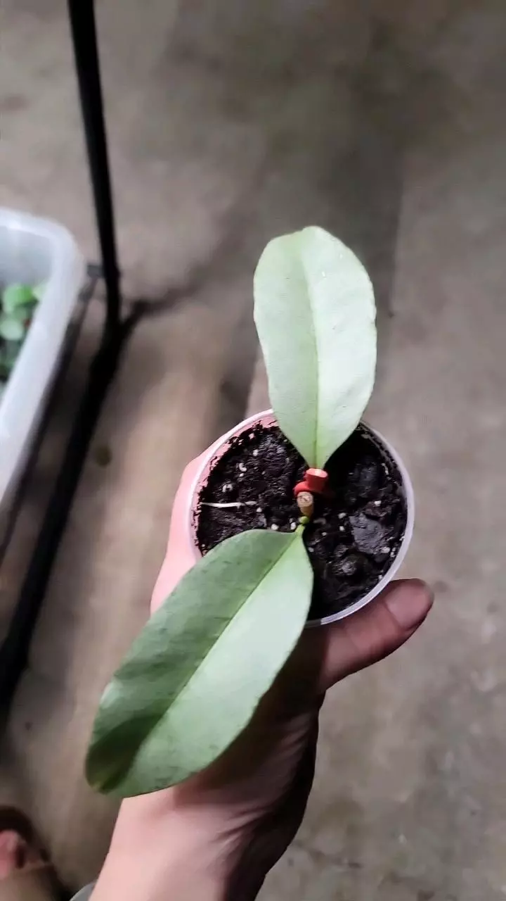 plant/Hoya Multiflora Wonderphil A-0