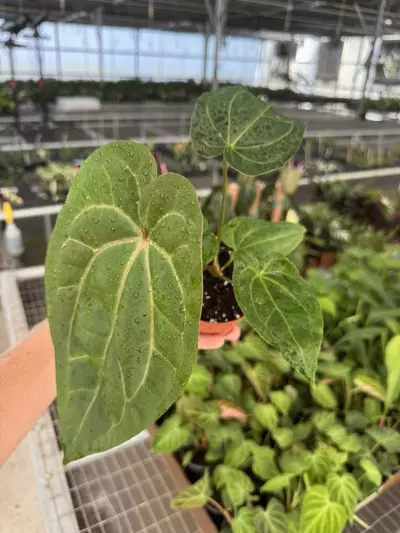 plant/Anthurium dark phoenix x crystallinum dark form 4” pot growers choice-4-thumbnail