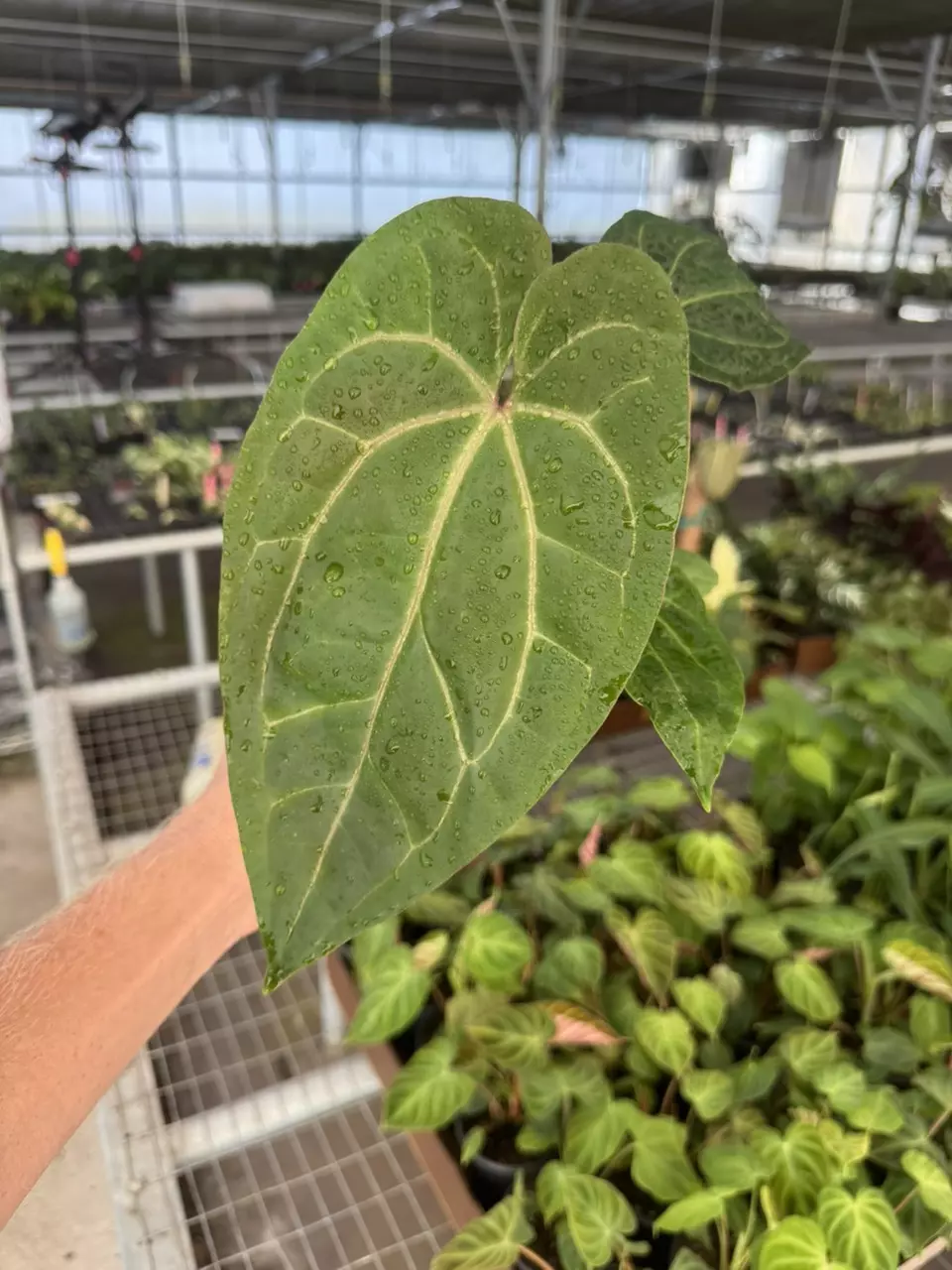 plant/Anthurium dark phoenix x crystallinum dark form 4” pot growers choice-0