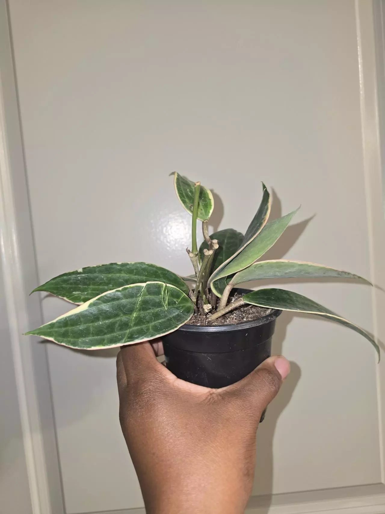 plant/Hoya Macrophylla in 4 inch pot.-1