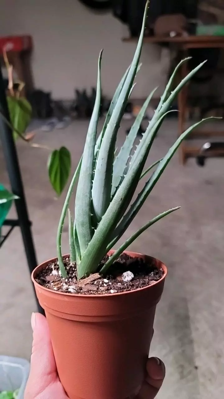 plant/Blue elf aloe-1