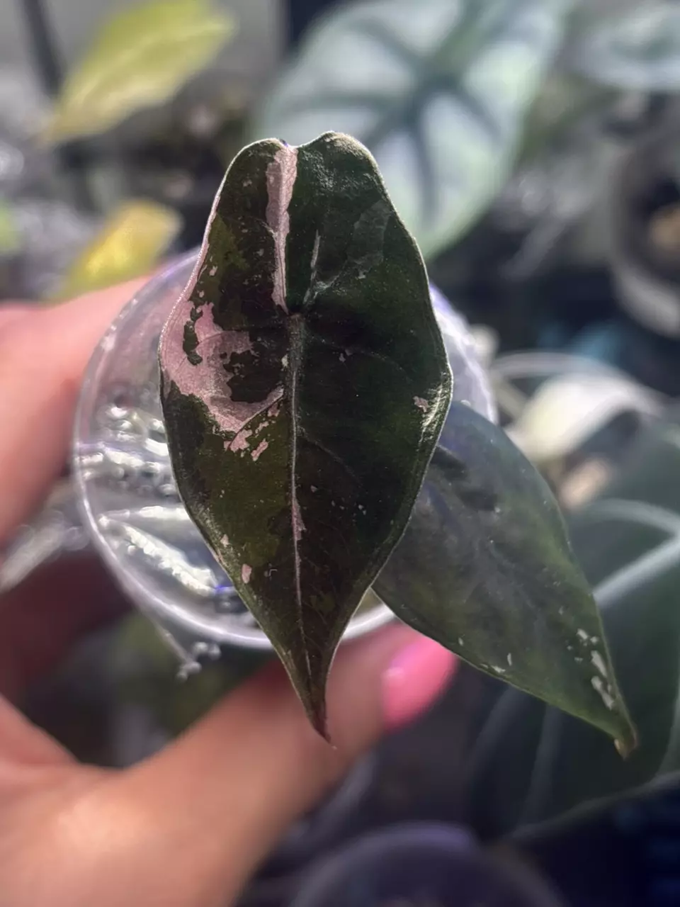 plant/Pink Chantrieri pup-0