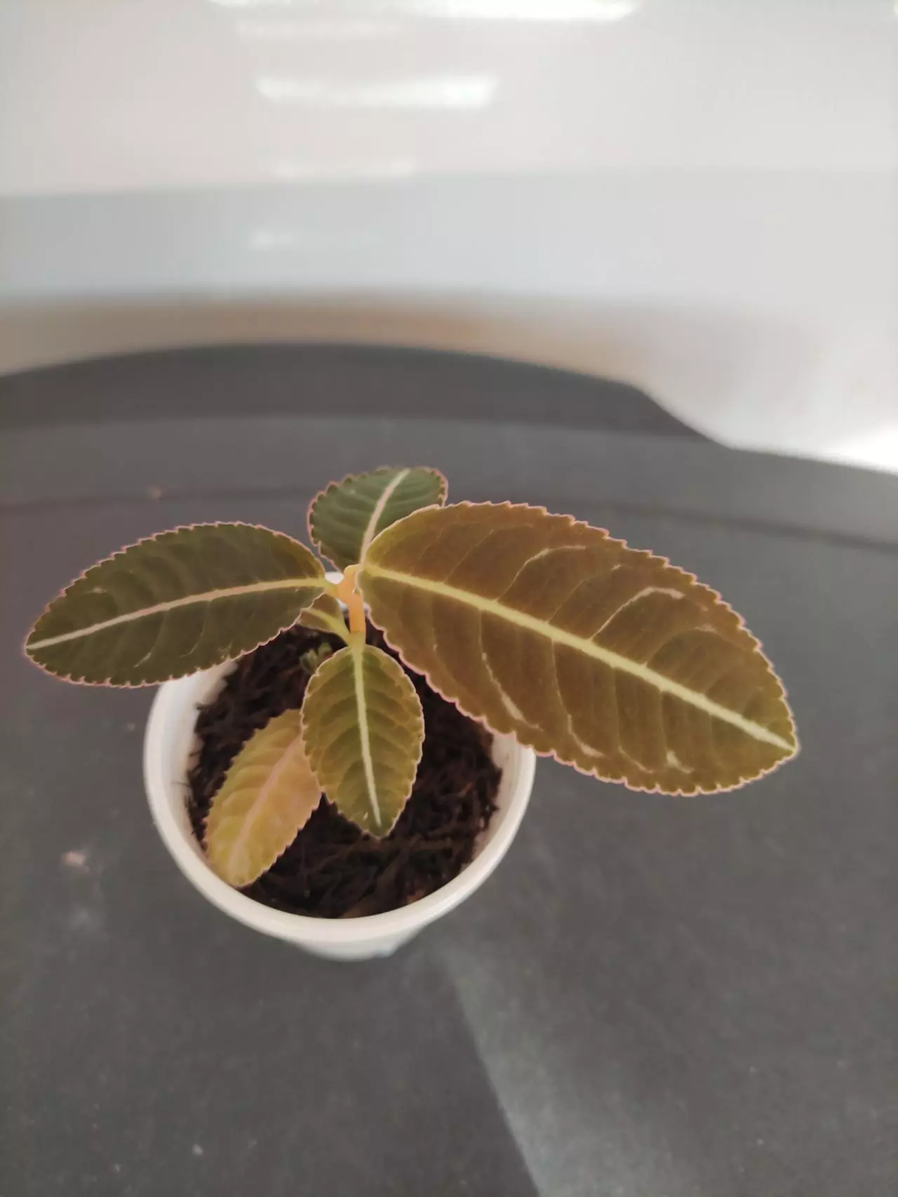 plant/Emblemantha urnulata (labisia sp Riau)-0