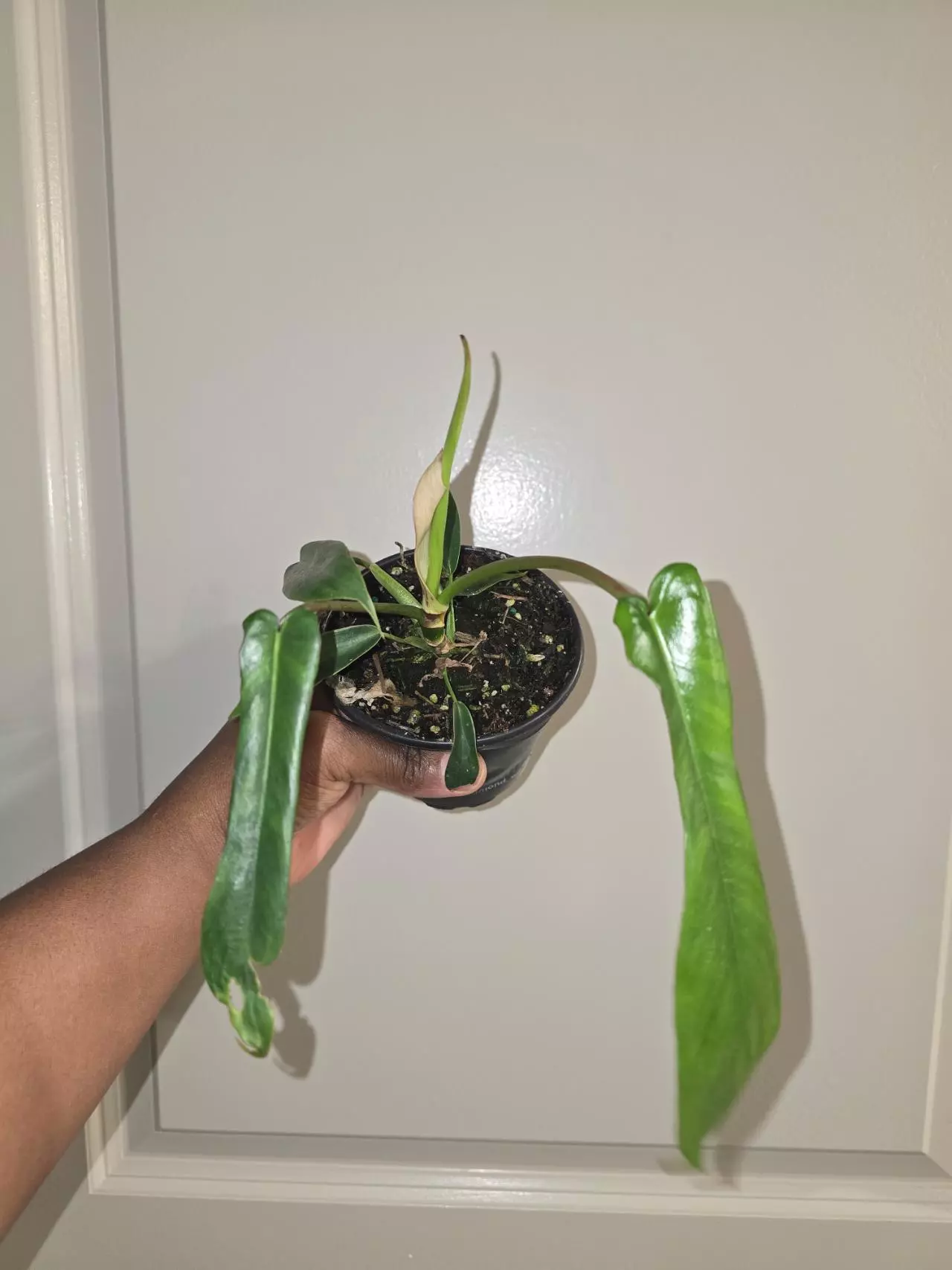plant/Philodendron Joepii-1