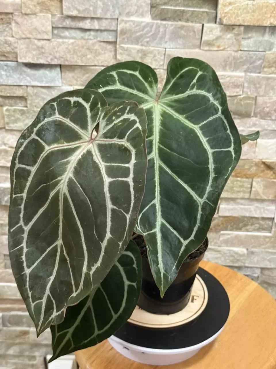 plant/Anthurium (RC x Dorayaki) X ( RC F3)-1