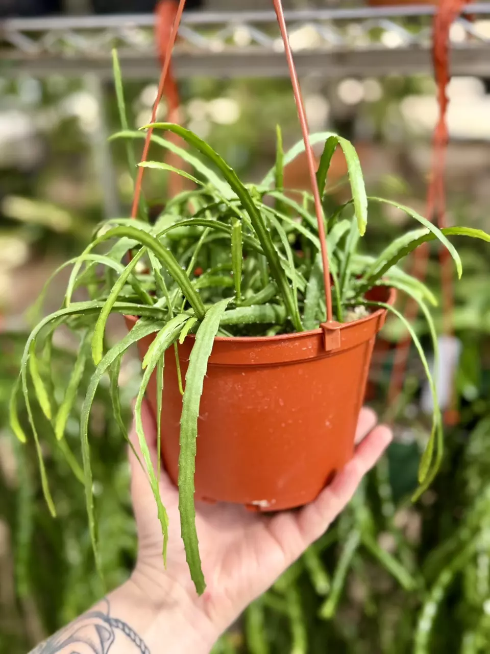 plant/6” Rhipsalis Boliviana (lovers choice)-0