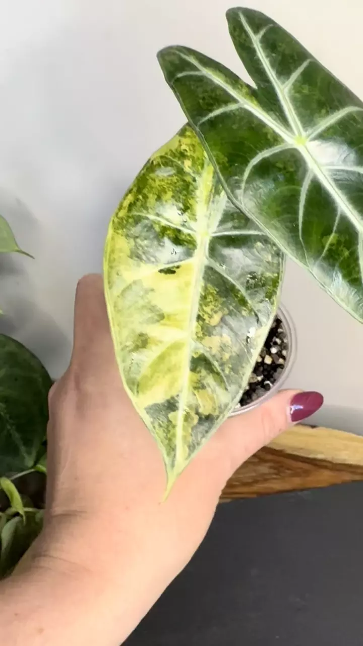 plant/Alocasia Nairobi Nights Aurea-2