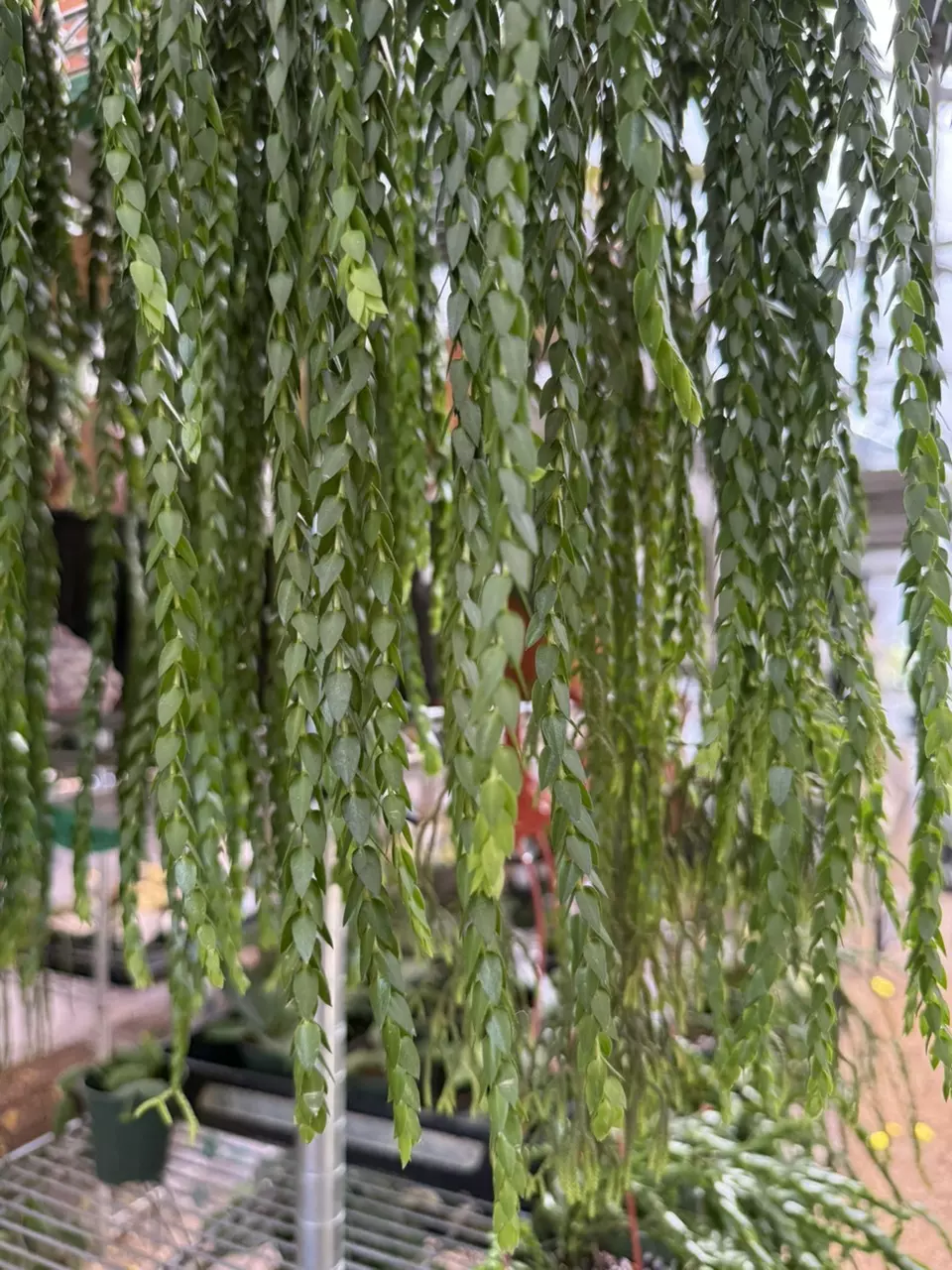 plant/XL Huperzia Hang Hong (long)-2