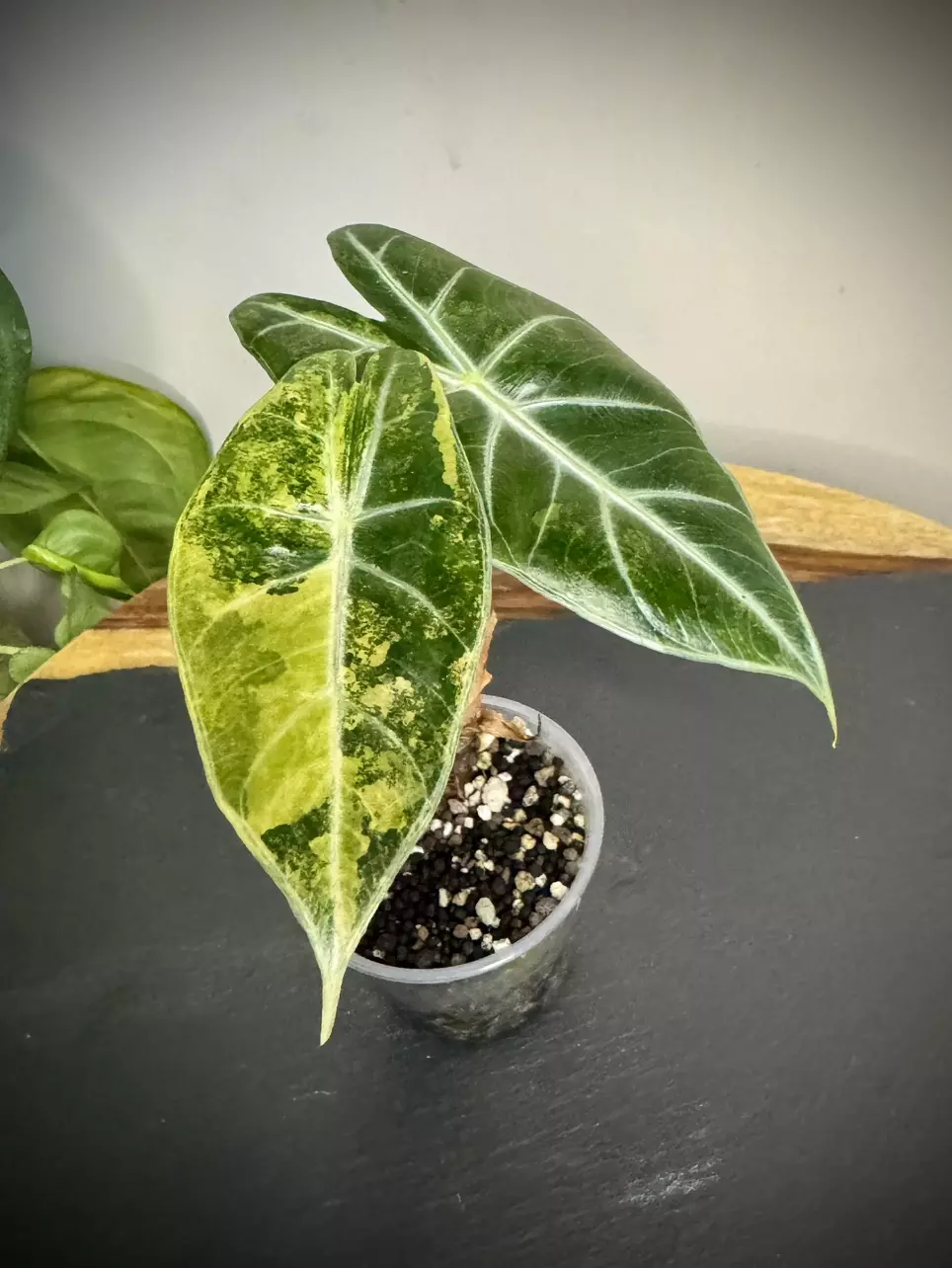 plant/Alocasia Nairobi Nights Aurea-0