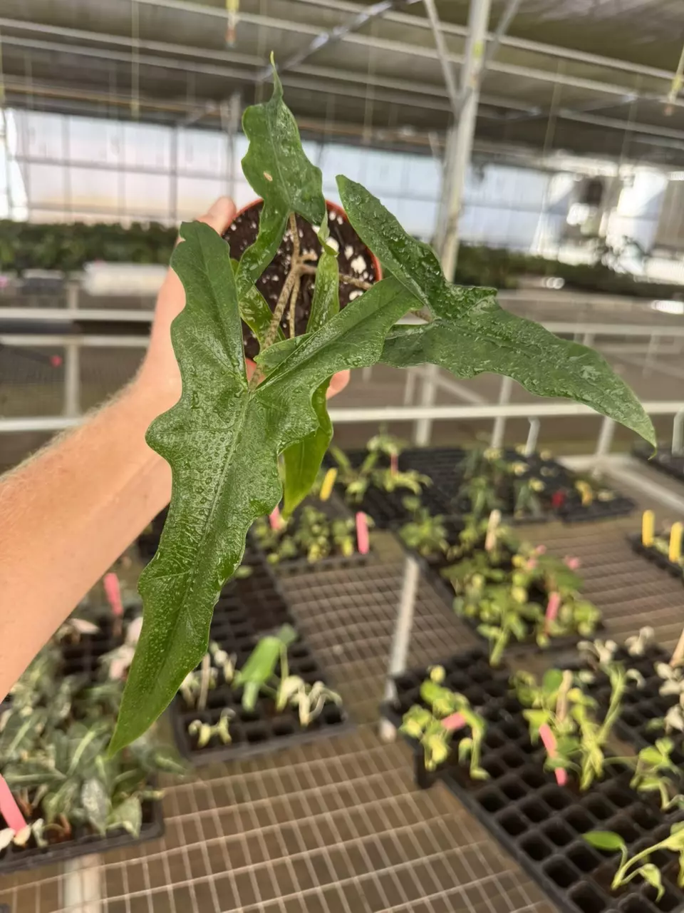 plant/Alocasia Sabrina 4” pot growers choice-0