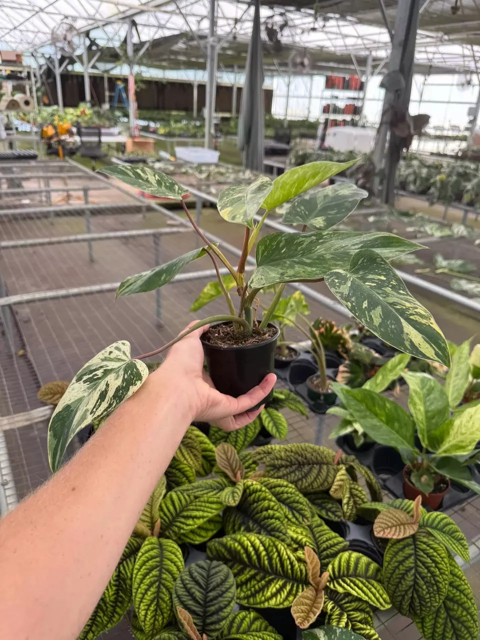 plant/Emerald king 4” pot growers choice-5