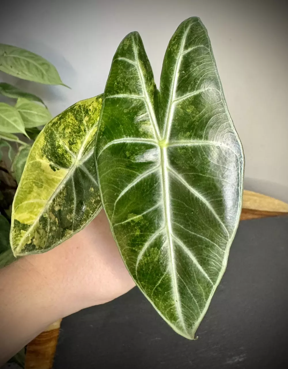 plant/Alocasia Nairobi Nights Aurea-1